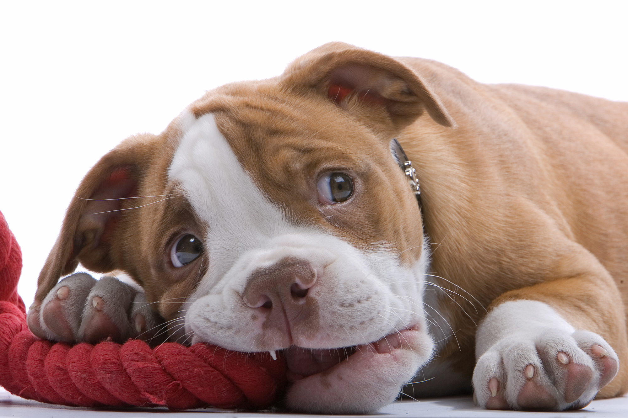 Boxer dog