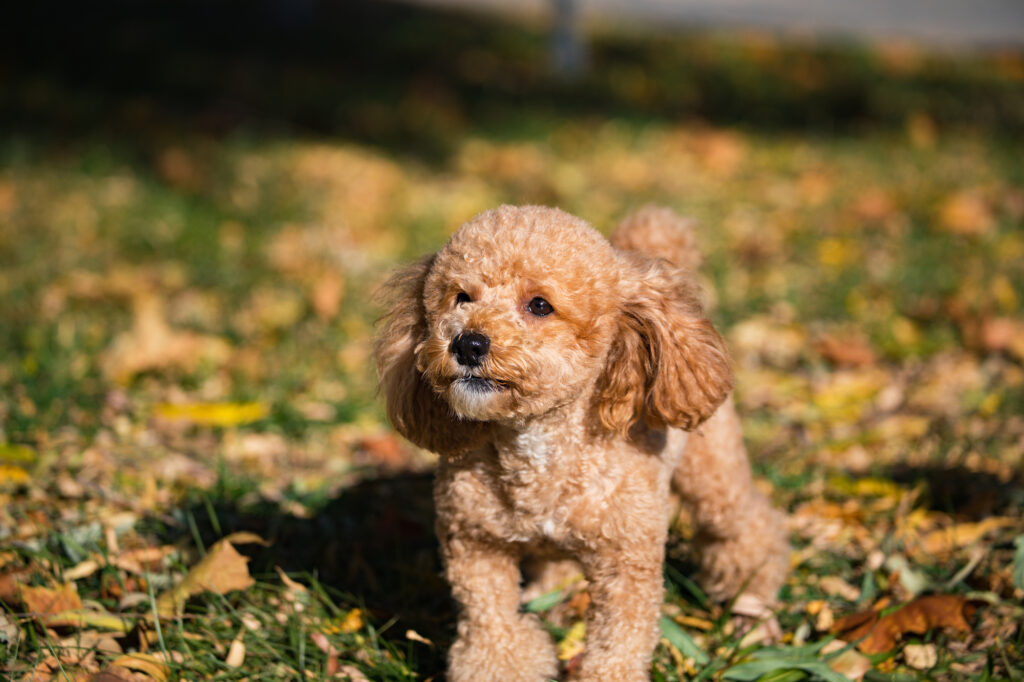 Cute Maltipoo puppy enjoying in Wisconsin