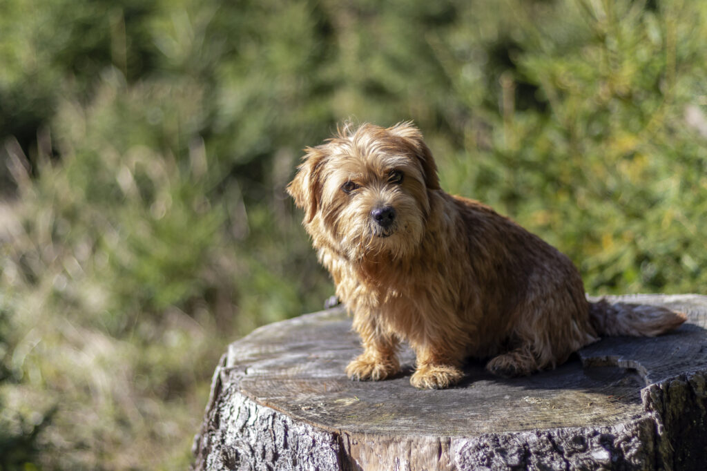 Beautiful Maltipoo dog enjoying in South Carolina