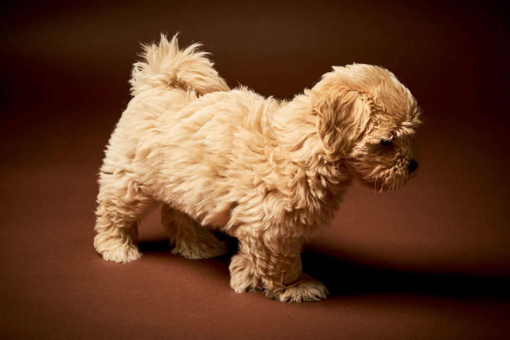 Cute Multipoo puppy dog in Massachusetts