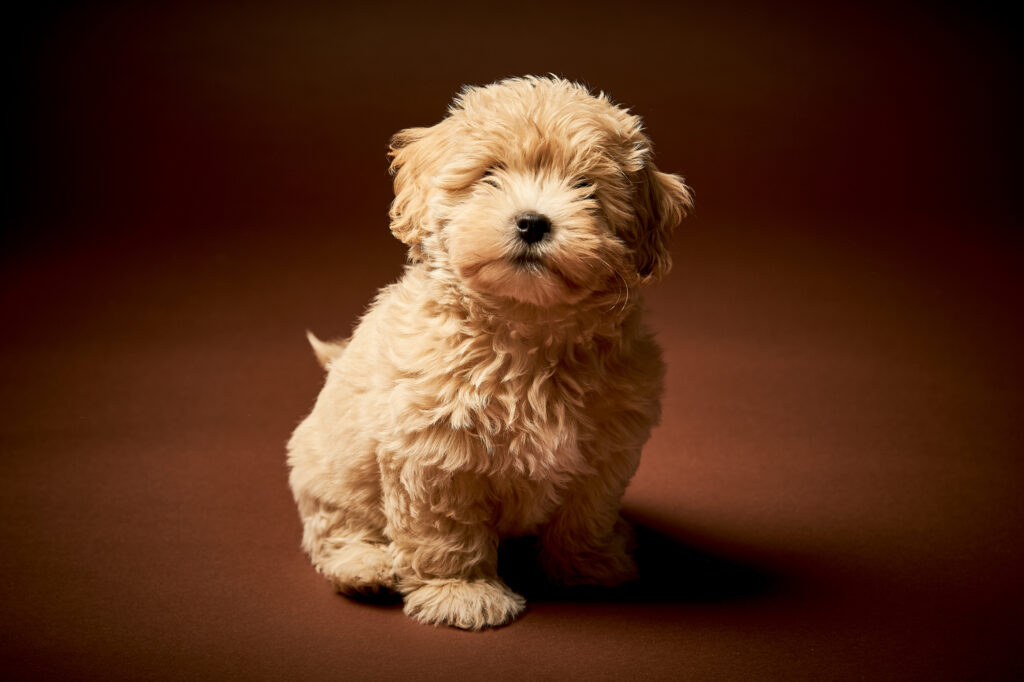 Little hairy Maltipoo puppy dog in Indiana