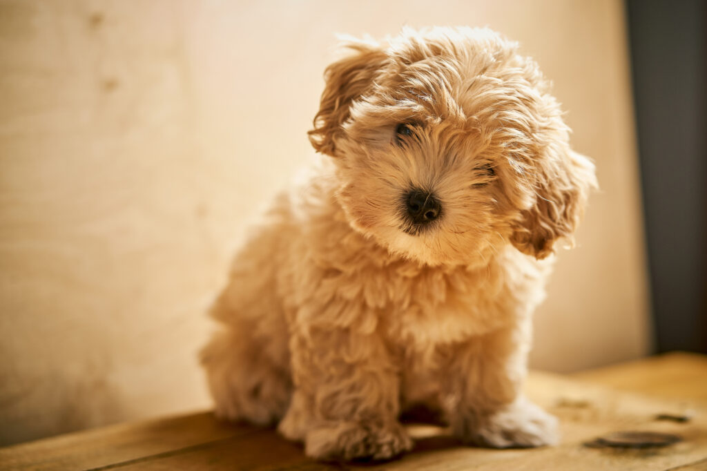 Adorable little Multipoo puppy in Arizona