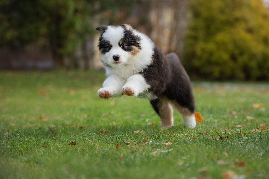 Beautiful Australian shepherd puppy running on the grass in Queensland