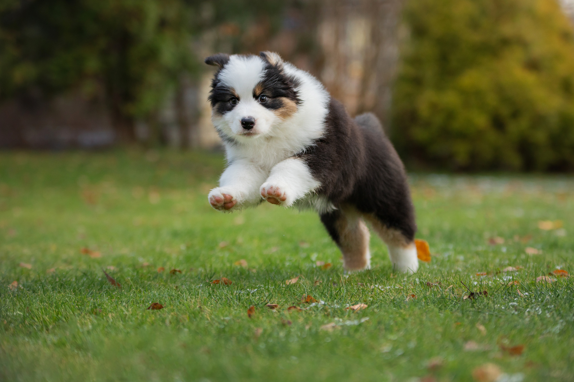 Australian Shepherd dog