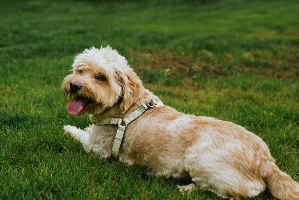Beautiful Maltipoo dog resting on green grass in Maryland