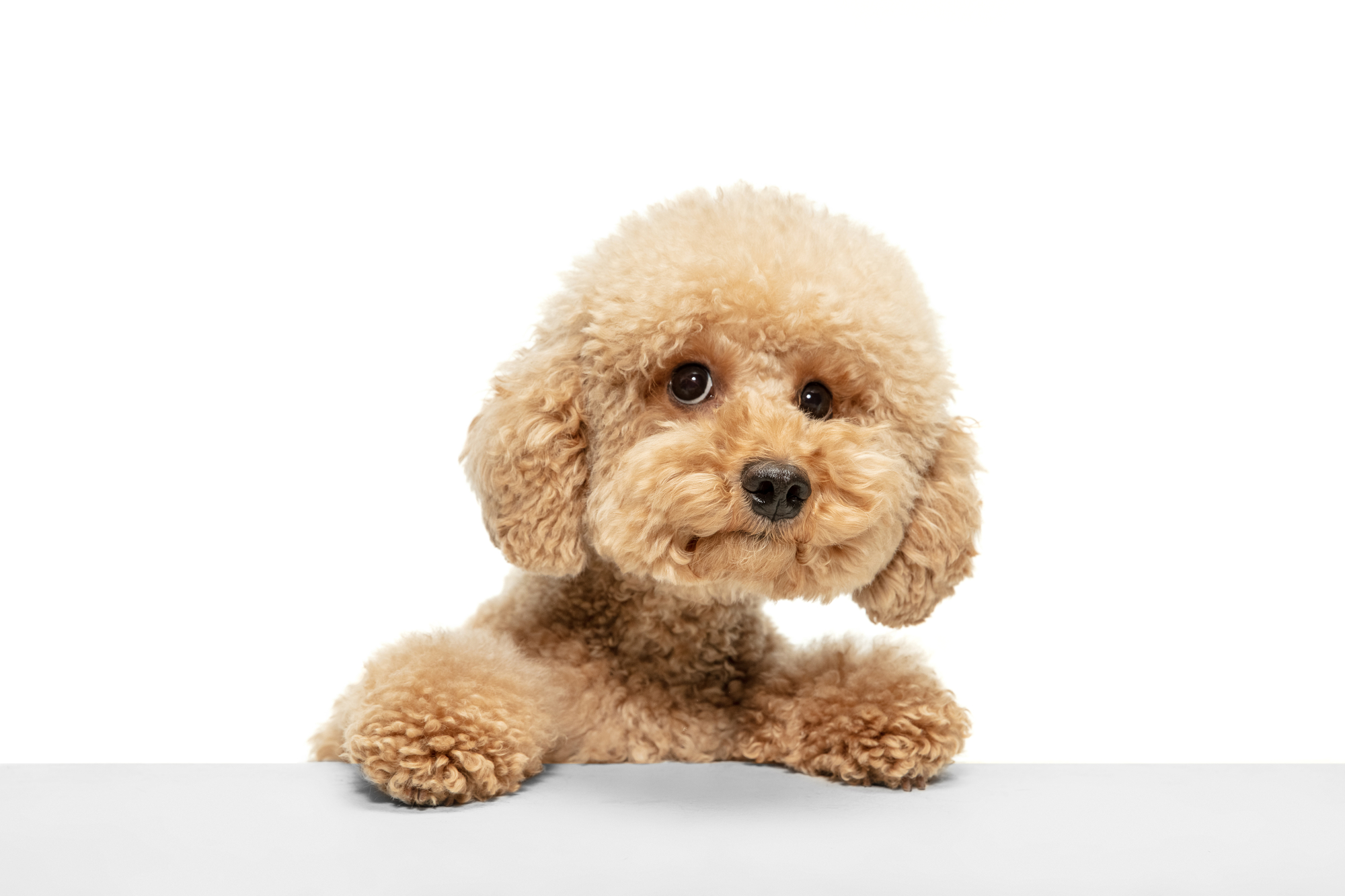 Small curly-coated companion dog