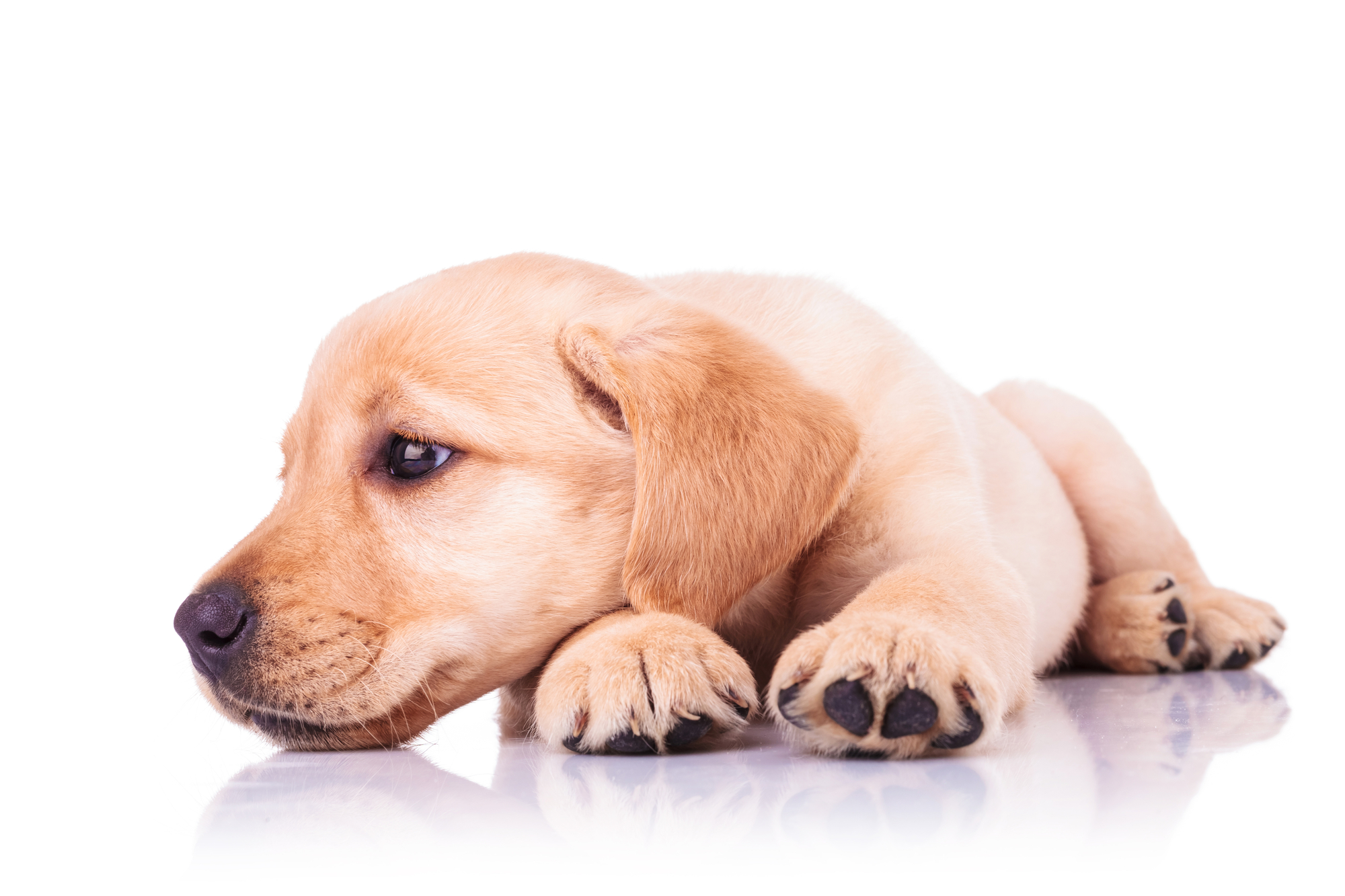 Labrador Retriever dog
