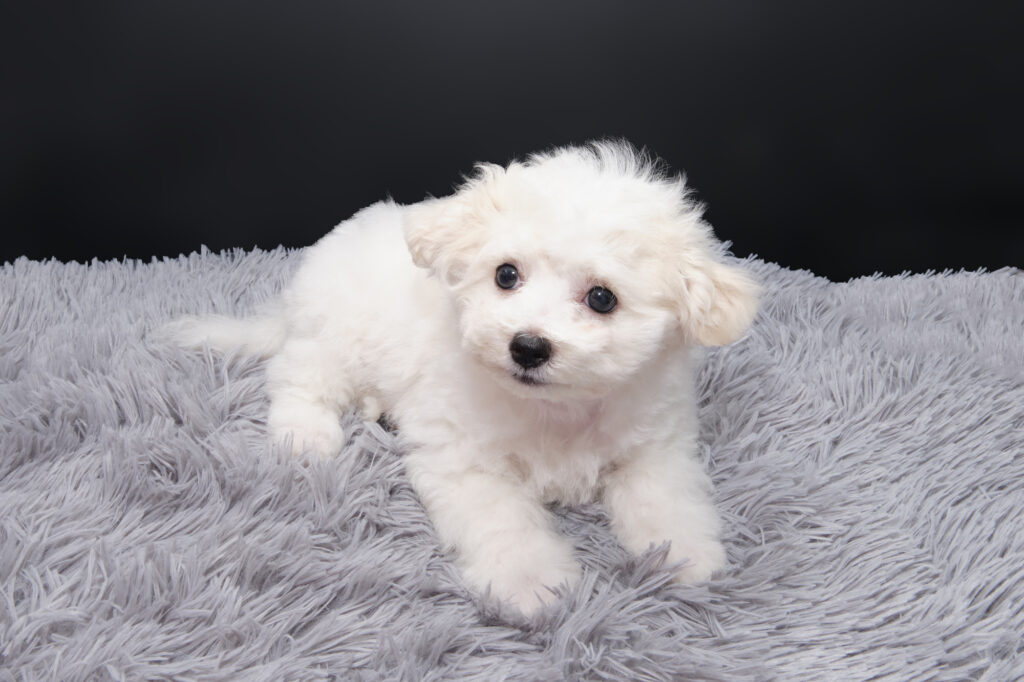 Maltipoo puppy on a fluffy mat in Minnesota