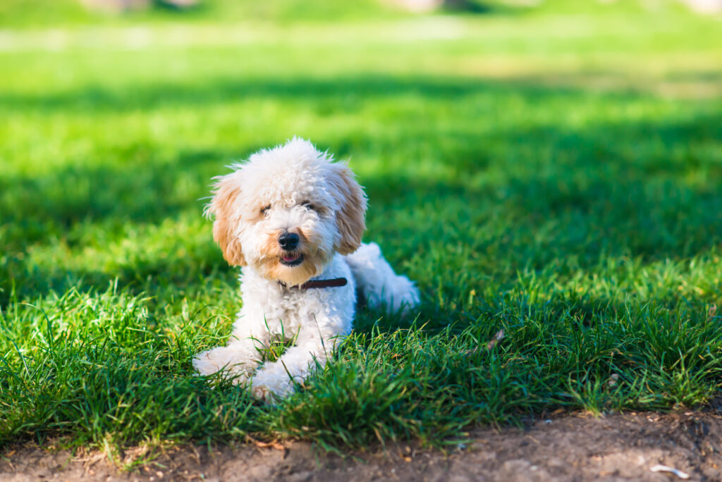 Cute white Multipoo dog lying on the green in Colorado