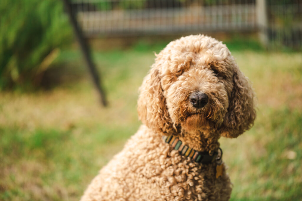 Groodle mixed-breed dog in Brisbane
