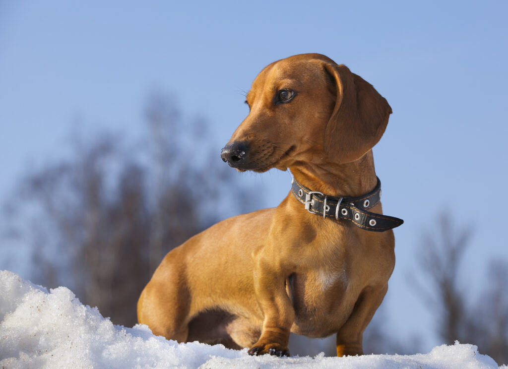 Adorable Dachshund puppy in Victoria
