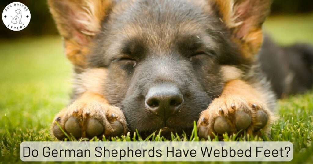 Do German Shepherds Have Webbed Feet