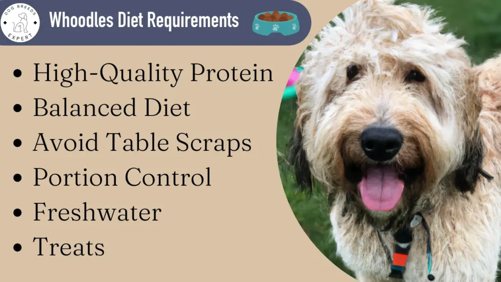 whoodles diet requirements