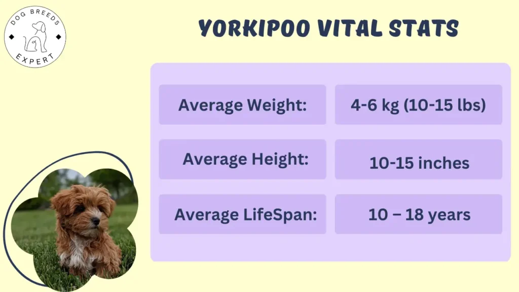 yorkipoo vital stats