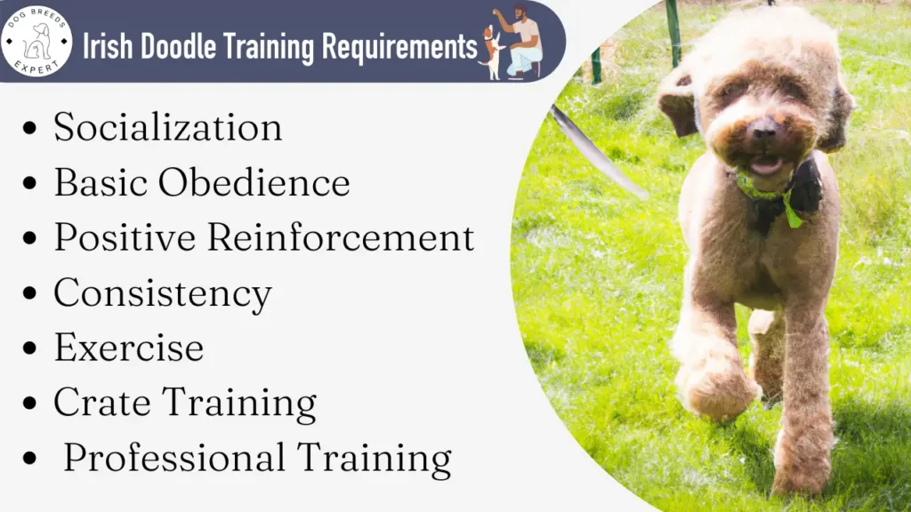 Irish doodle training requirements