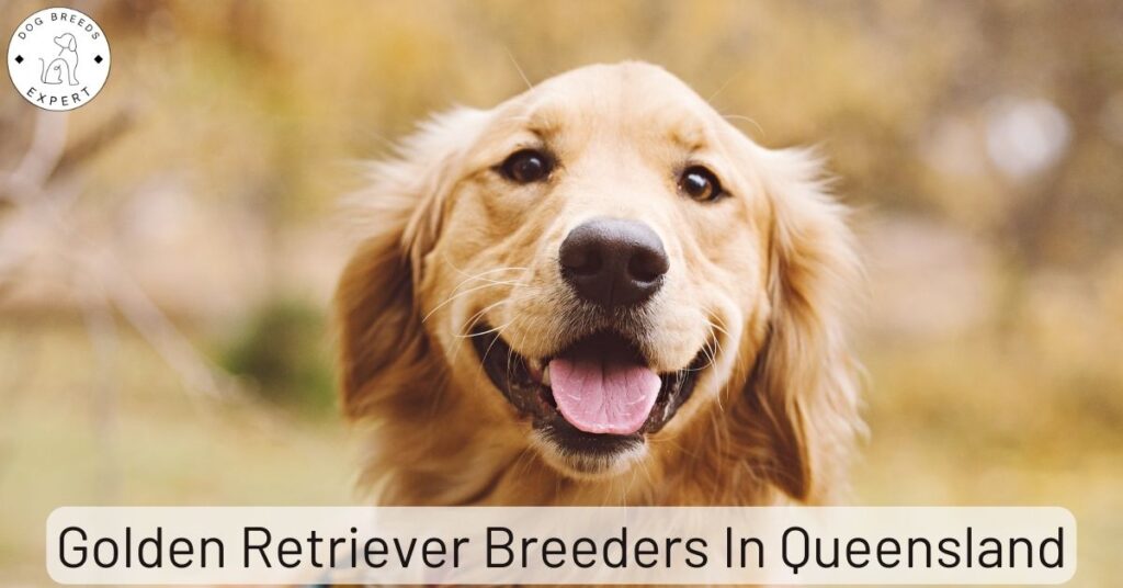 Golden Retriever Breeders in Queensland (QLD) | List Of 6 Local Breeders
