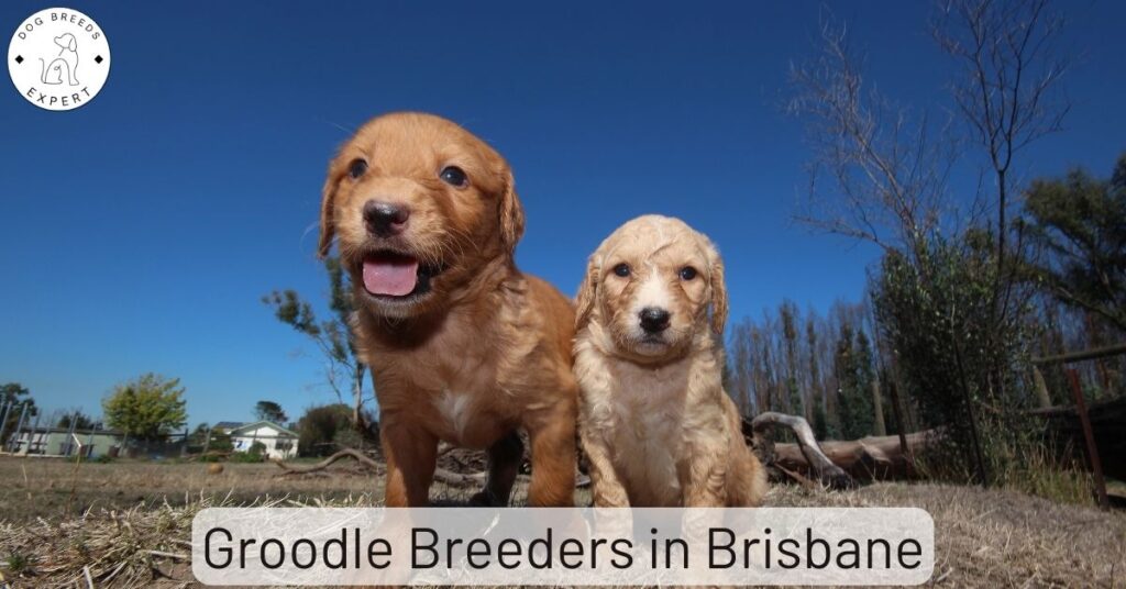 Groodle Breeders in Brisbane | List Of 2 Local Breeders