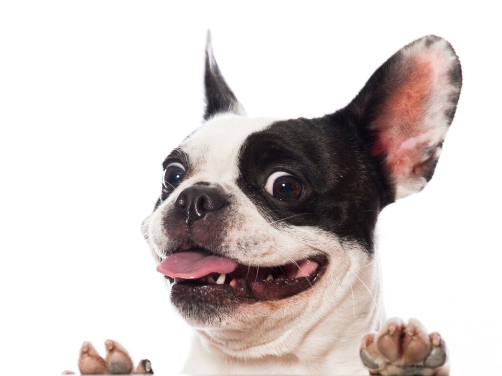 Happy Funny Bulldog