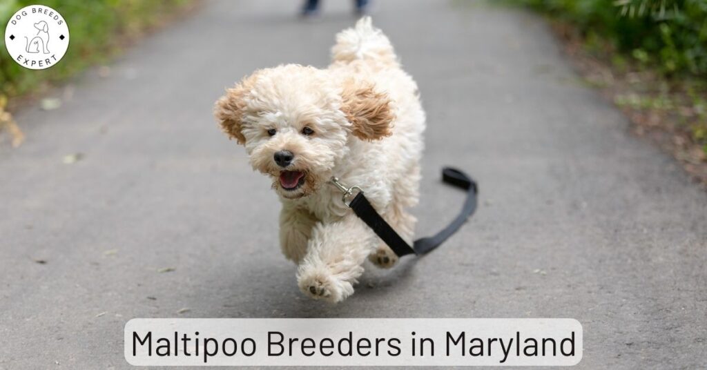 Maltipoo Breeders in Maryland | List Of 2 Local Breeders