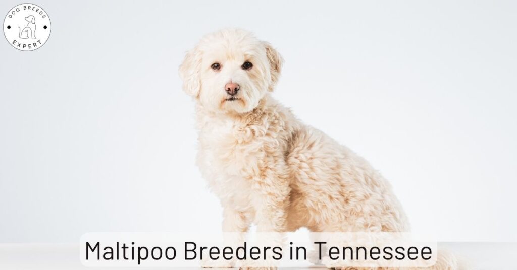 Maltipoo Breeders in Tennessee | List Of 4 Local Breeders
