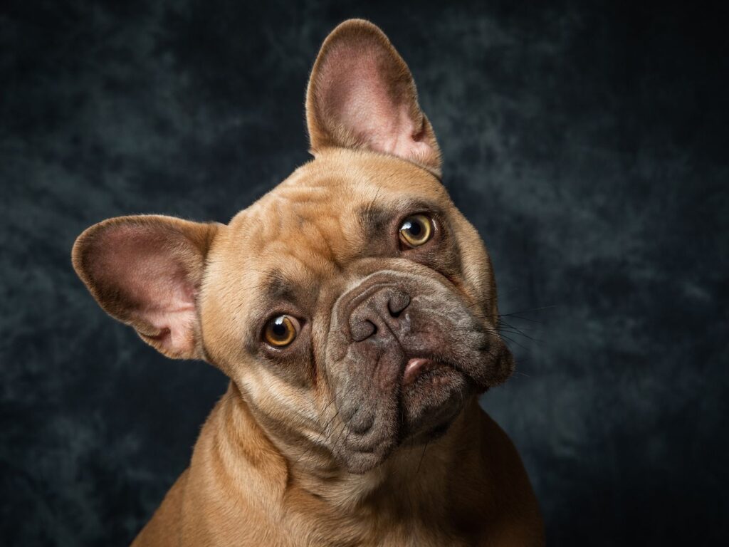Sad Bulldog Face