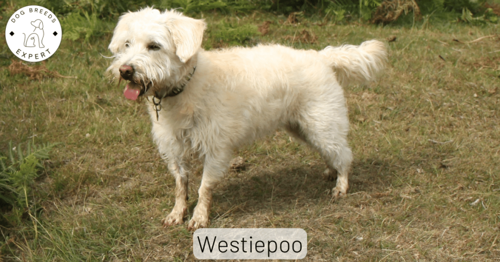 westiepoo