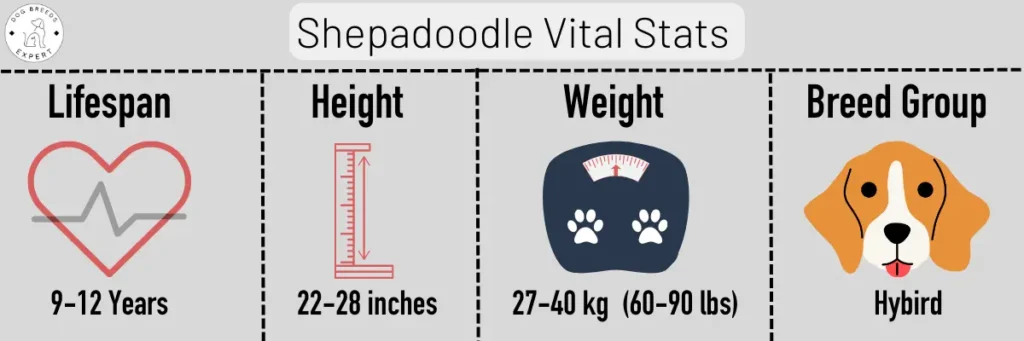 Shepadoodle vital stats