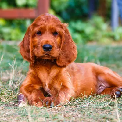 Irish Setter