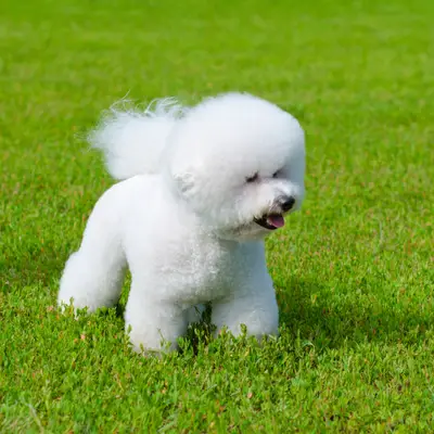 Bichon Frise