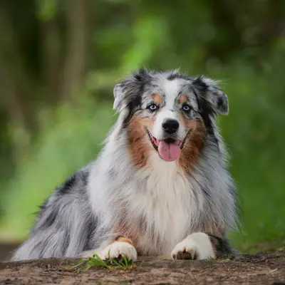 Australian Shepherd