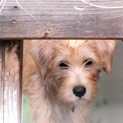 Soft-Coated Wheaten Terrier