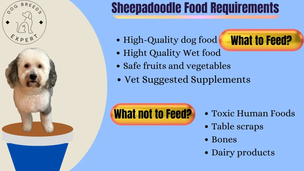 sheepadoodls food requirements