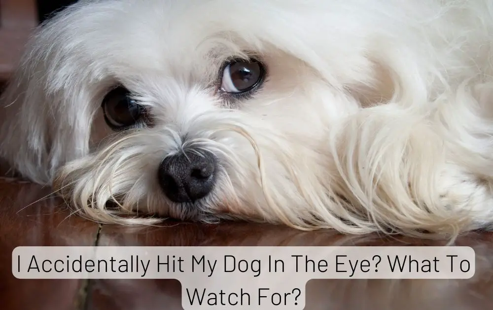 Accidentally Hit My Dog In The Eye