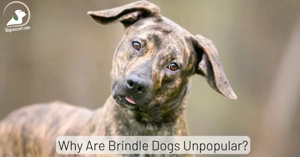 Why Are Brindle Dogs Unpopular