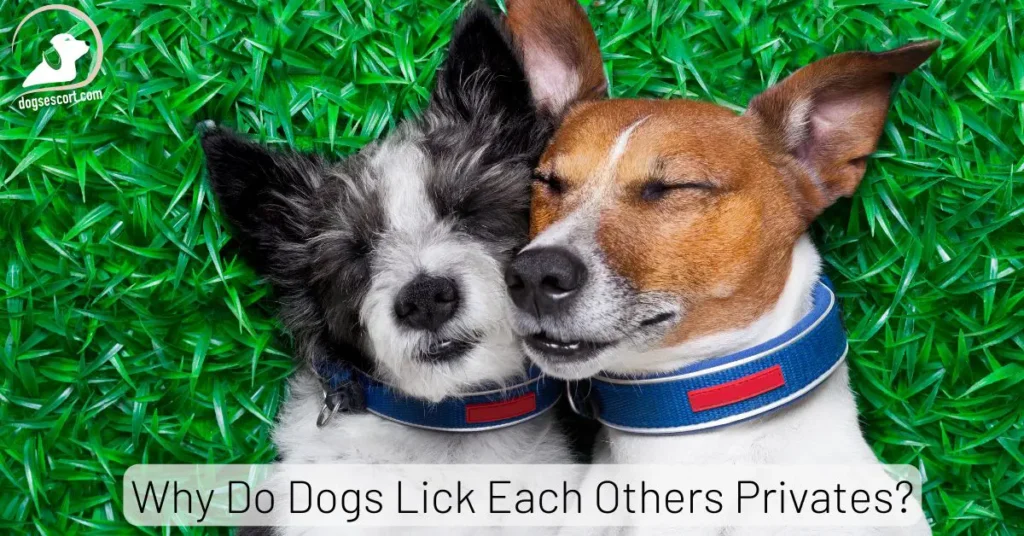 Why Do Dogs Lick Each Others Privates