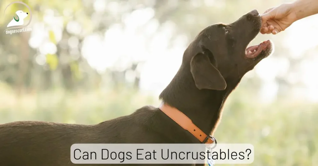Can Dogs Eat Uncrustables