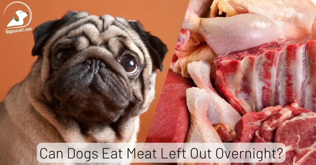 Can Dogs Eat Meat Left Out Overnight