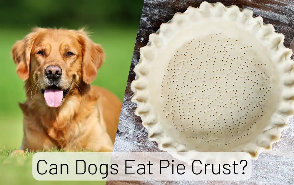 Can Dogs Eat Pie Crust