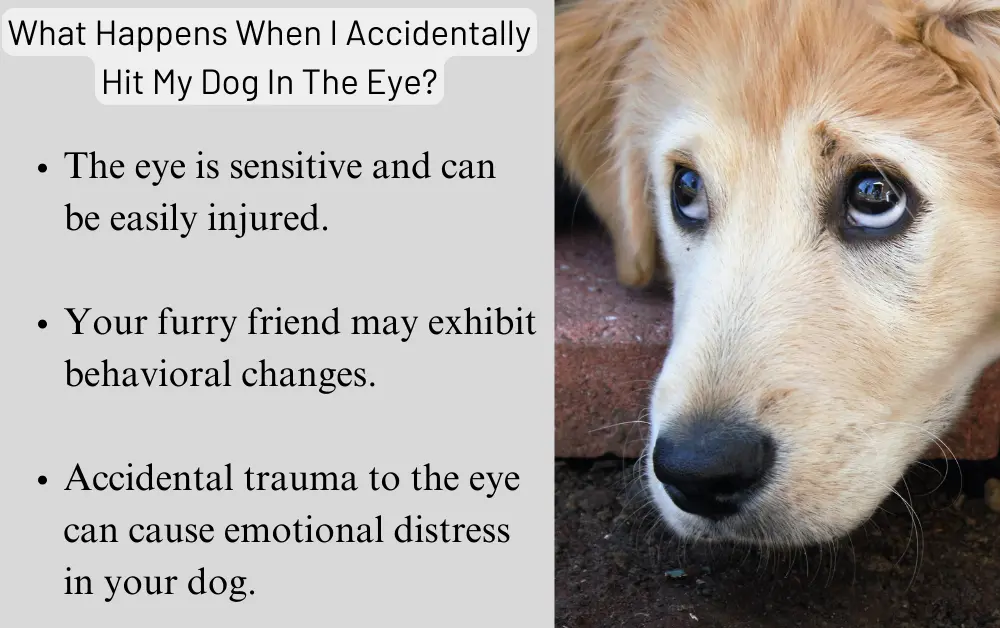 What Happens When I Accidentally Hit My Dog In The Eye?