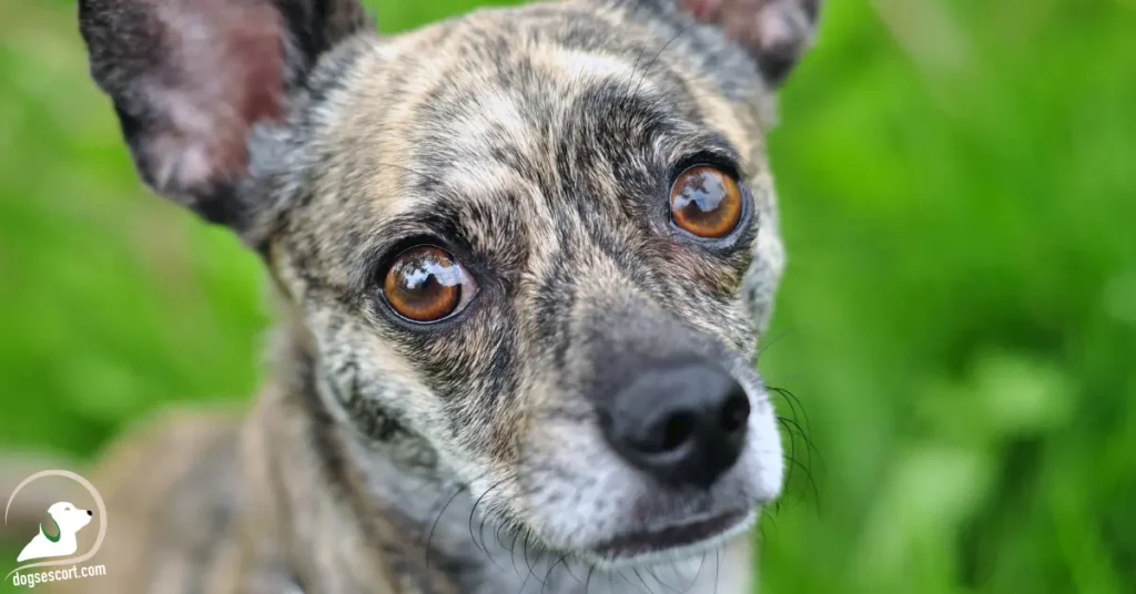 brindle dog