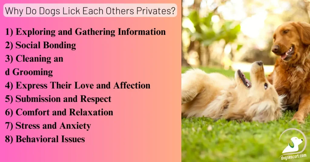 Why Do Dogs Lick Each Others Privates?