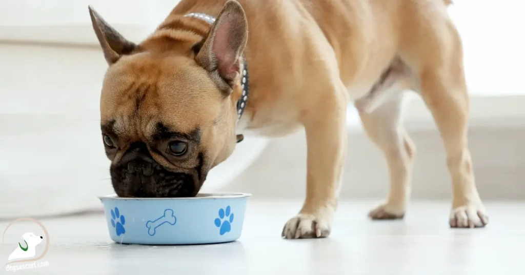 dog eating
