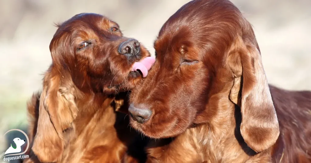 dogs licking