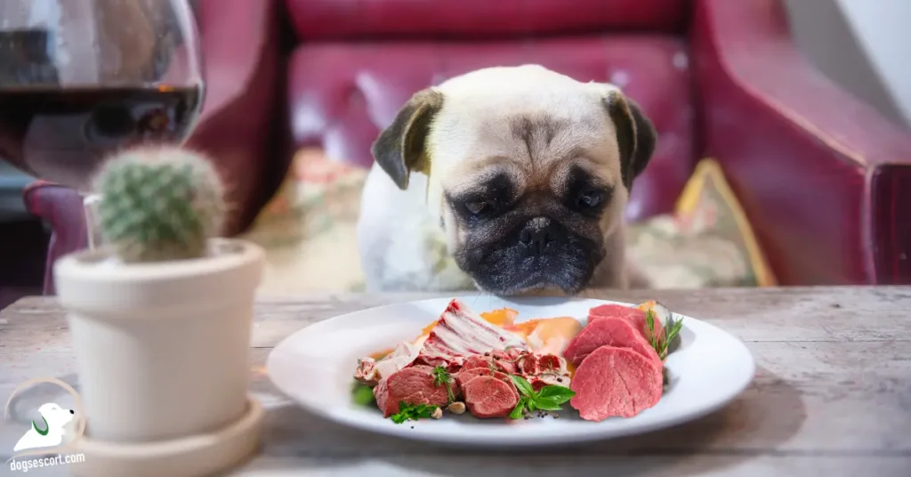 dog eating meat