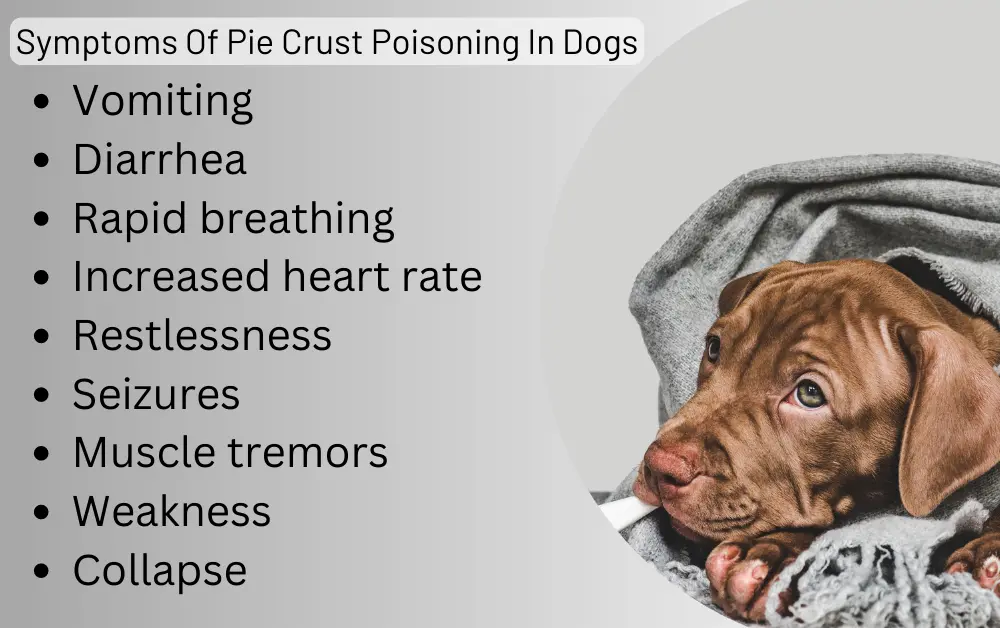 Symptoms Of Pie Crust Poisoning In Dogs
