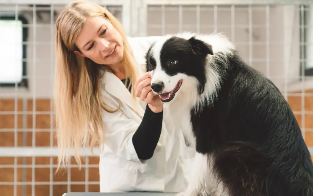 vet checkup dog eyes