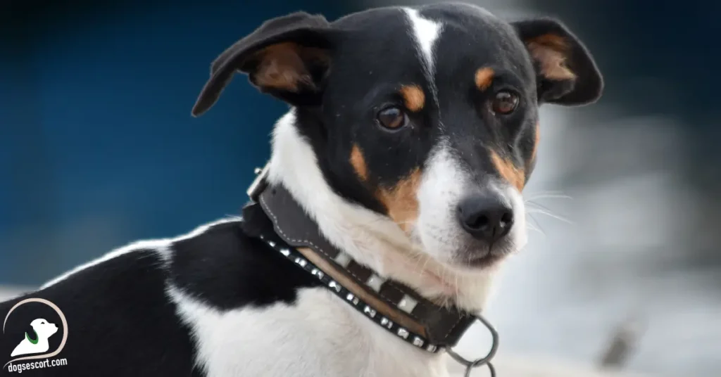 dog with collar
