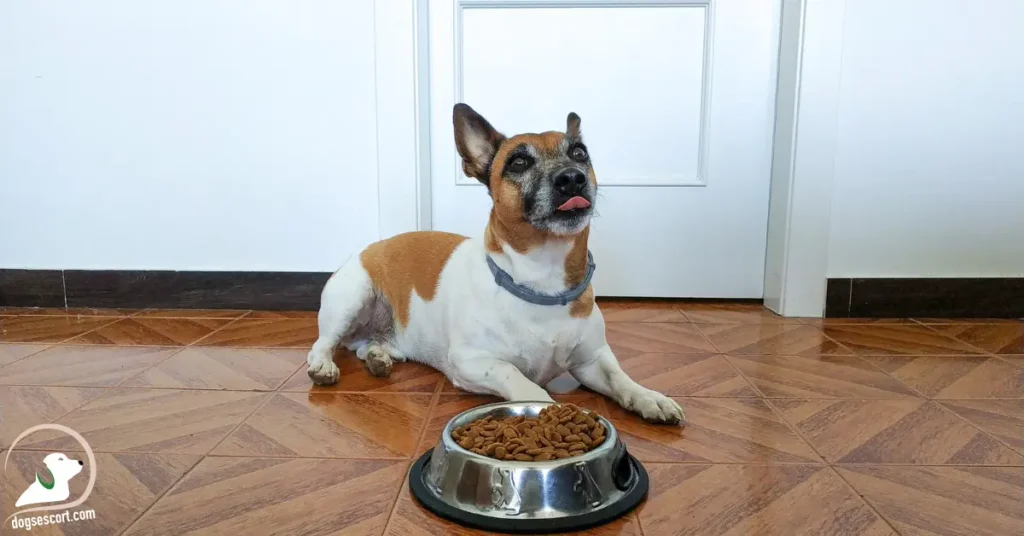 dog eating food