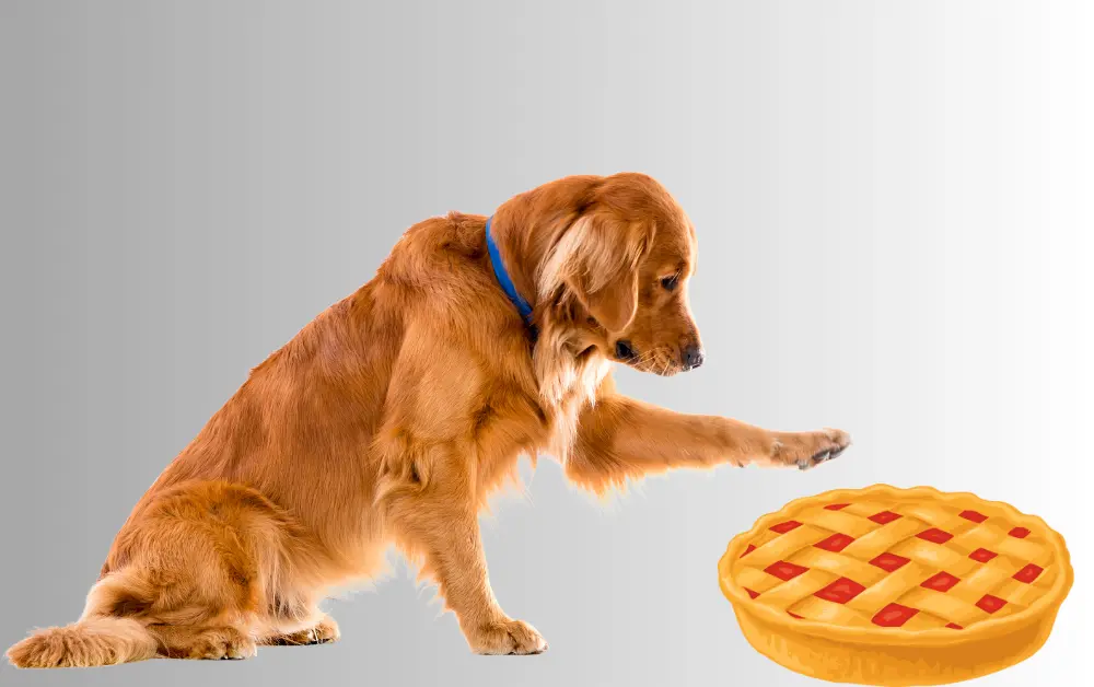 dog eat pie crust