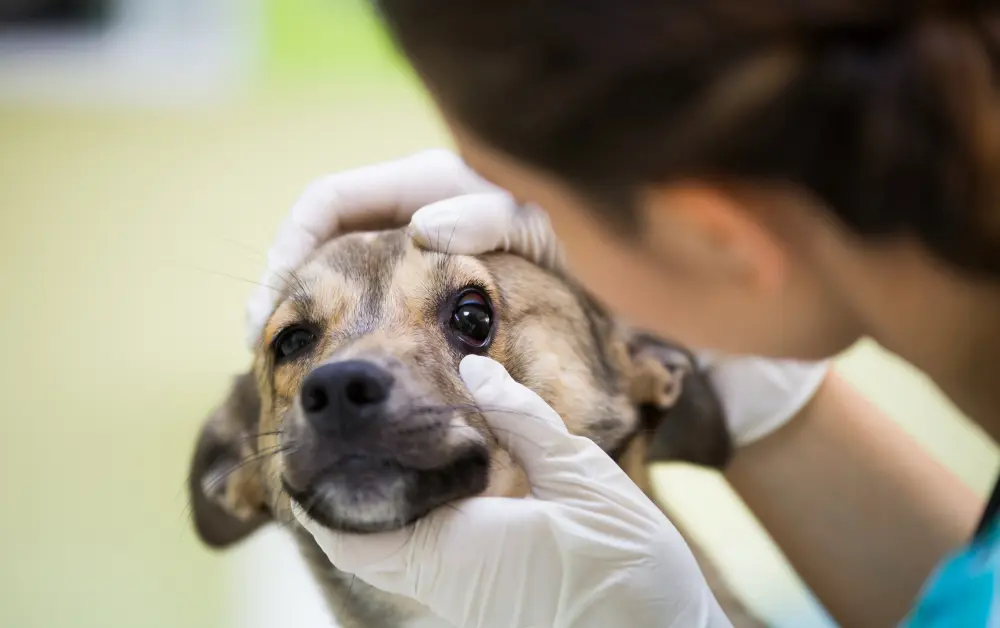 dog eyes examination 
